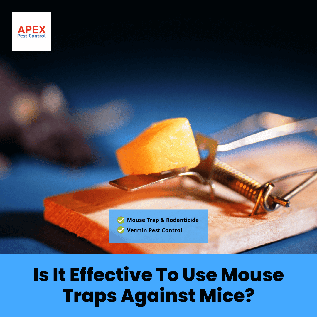 Is It Effective To Use Mouse Traps Against Mice