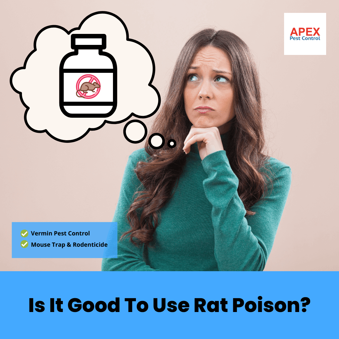Is It Good To Use Rat Poison