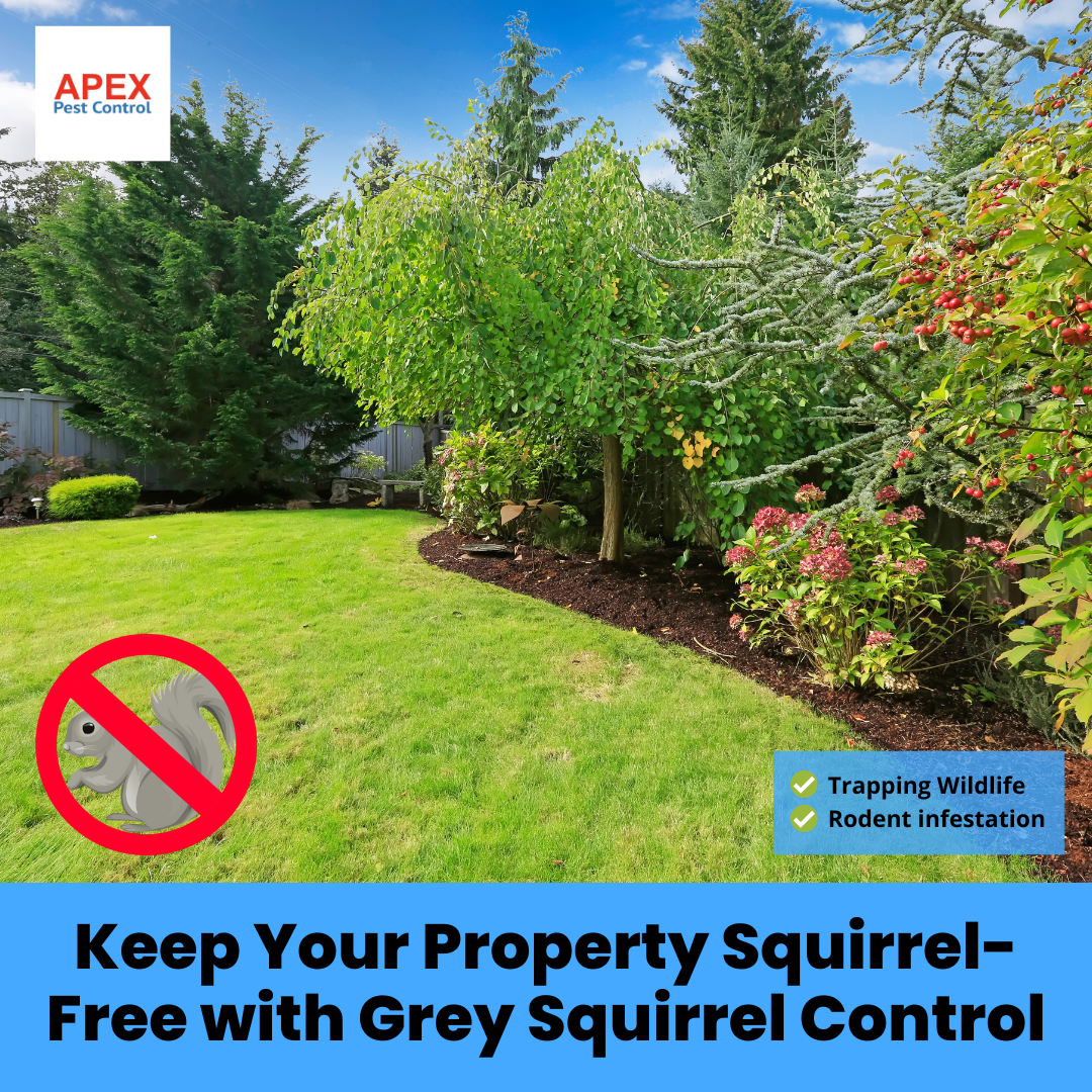 Keep Your Property Squirrel-Free with Grey Squirrel Control