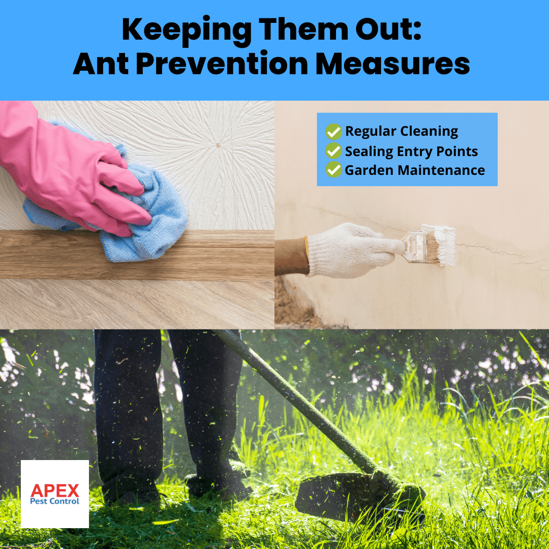 Keeping Them Out: Ant Prevention Measures