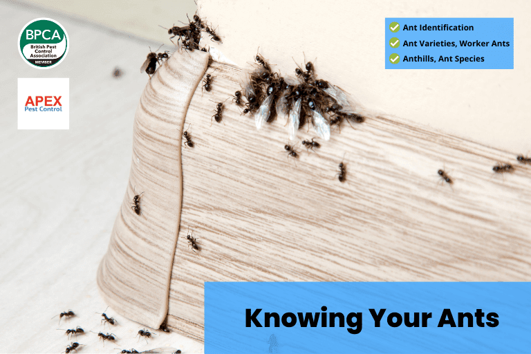 Knowing Your Ants