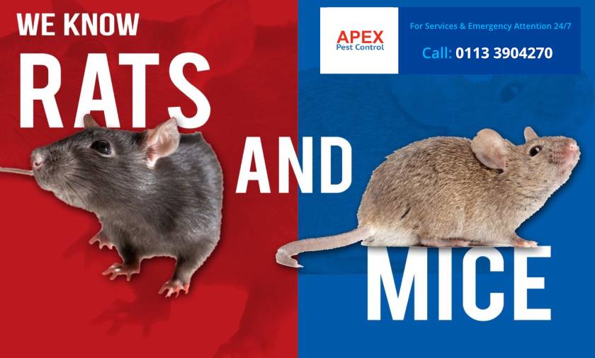 rats and mice