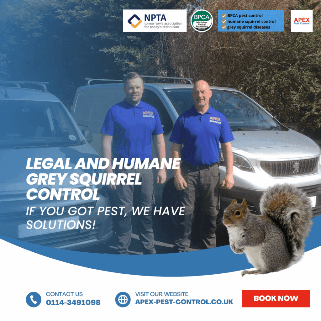 legal and humane grey squirrel control