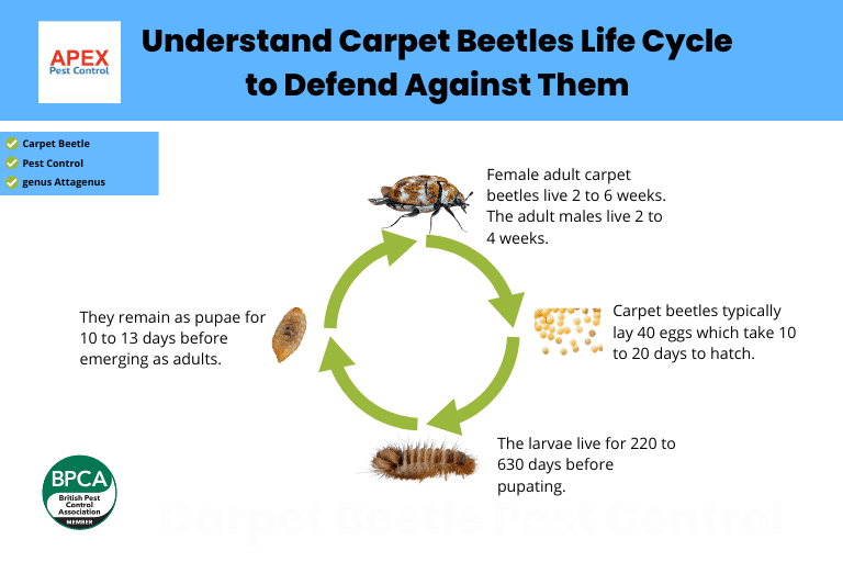 carpet beetle black uk carpet beetle anthrenus scrophulariae anthrenus attagenus smirnovi