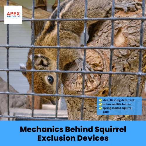mechanics behind squirrel exclusion devices
