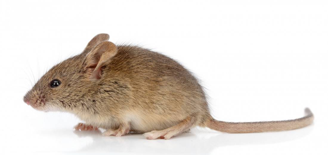 Mouse exterminator near me