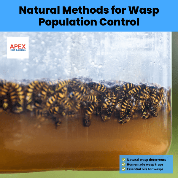 Natural Methods for Wasp Population Control