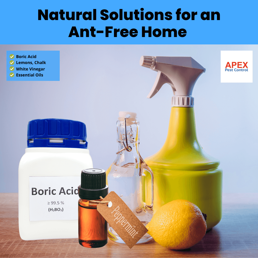 Natural Solutions for an Ant-Free Home
