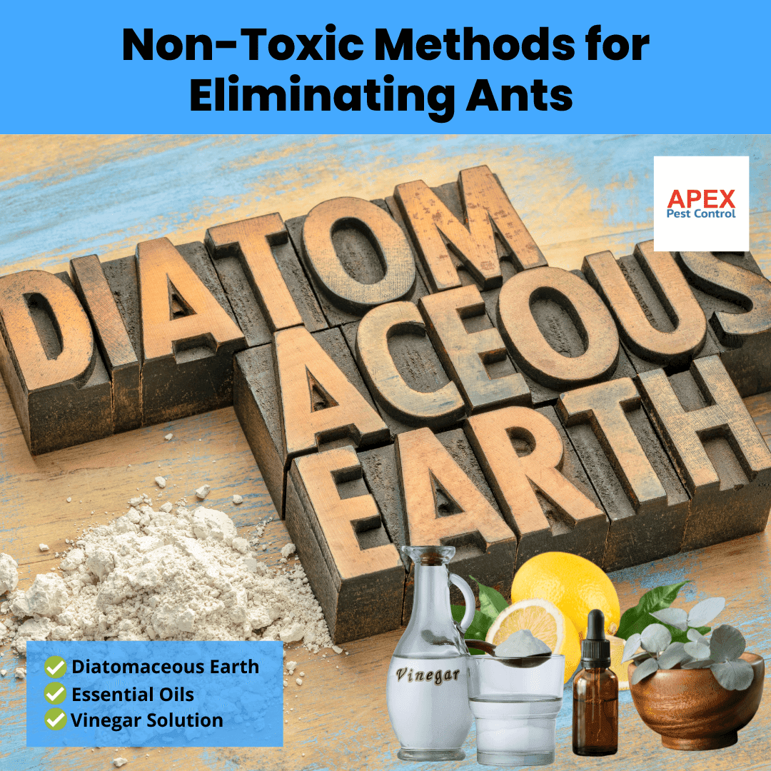 Non-Toxic Methods for Eliminating Ants