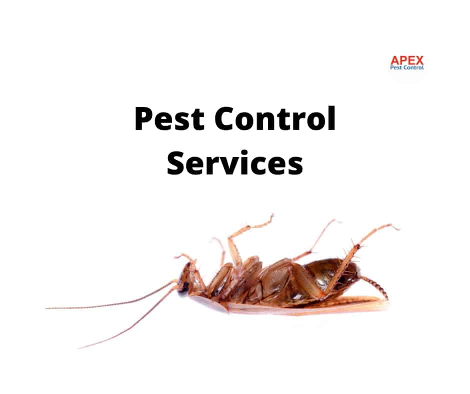 cockroach pest control how to get rid
