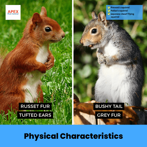 physical characteristics