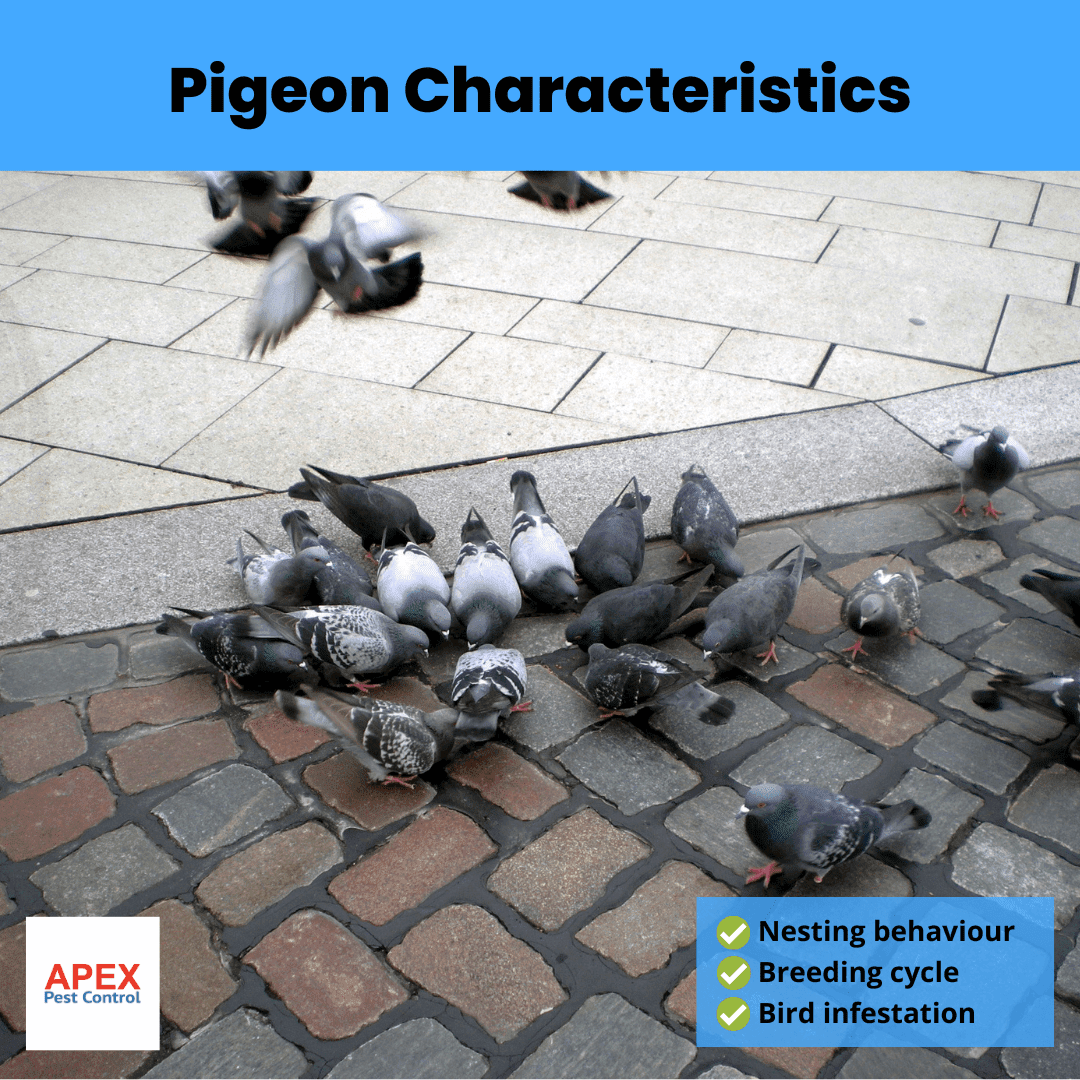 Pigeon Characteristics