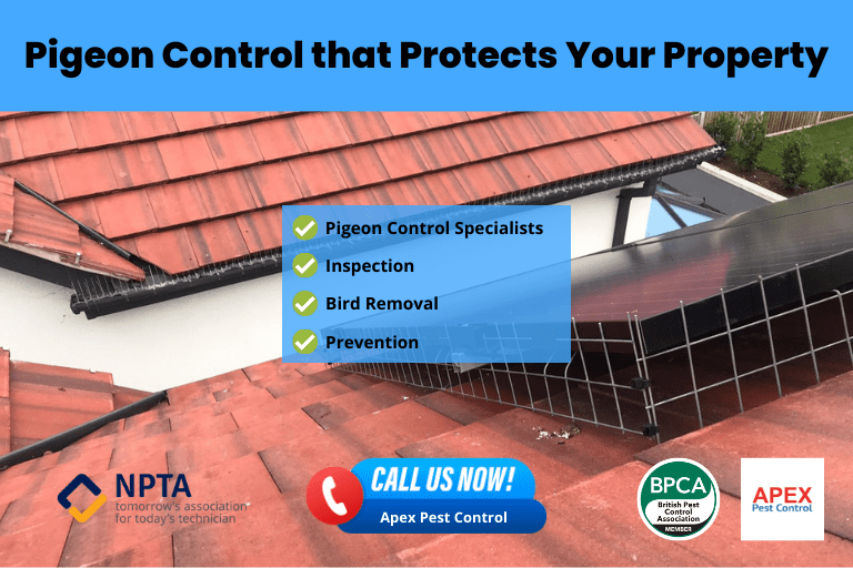 pigeon pest control urban pigeon management pigeon related diseases Feral pigeons Professional pest control Bird removal Pigeon control specialists Inspection Prevention