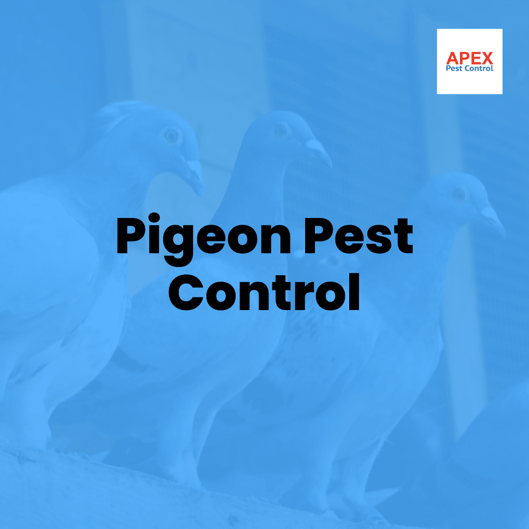 Pigeon Pest Control