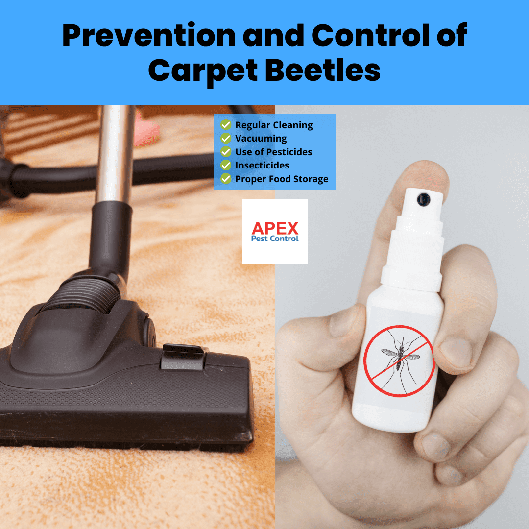 Prevention and Control of Carpet Beetles