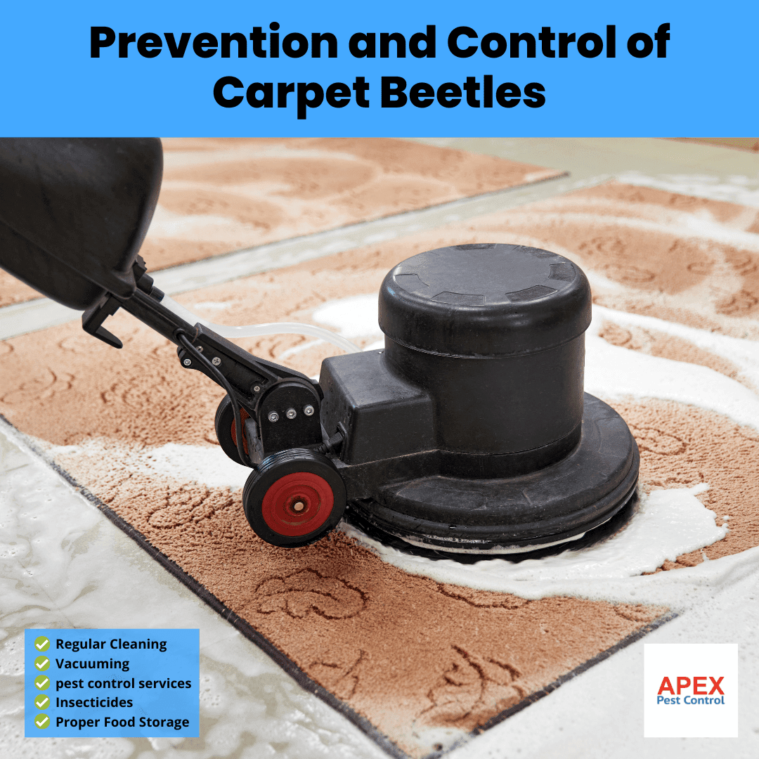 Prevention and Control of Carpet Beetles