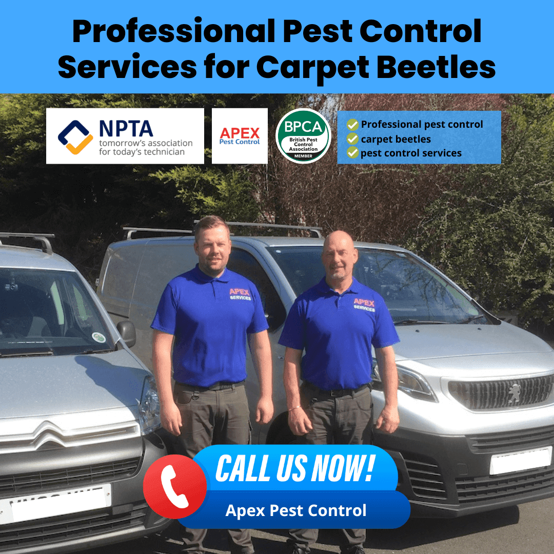 Professional Pest Control Services for Carpet Beetles