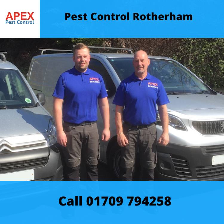 Apex pest control in Rotherham