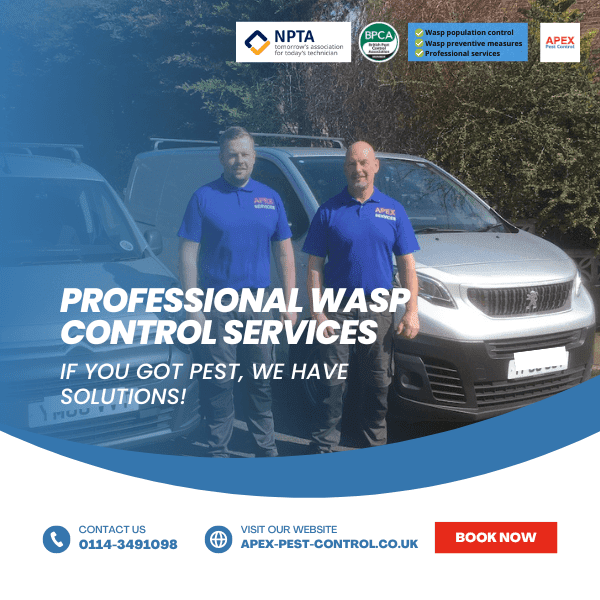 Professional Wasp Control Services
