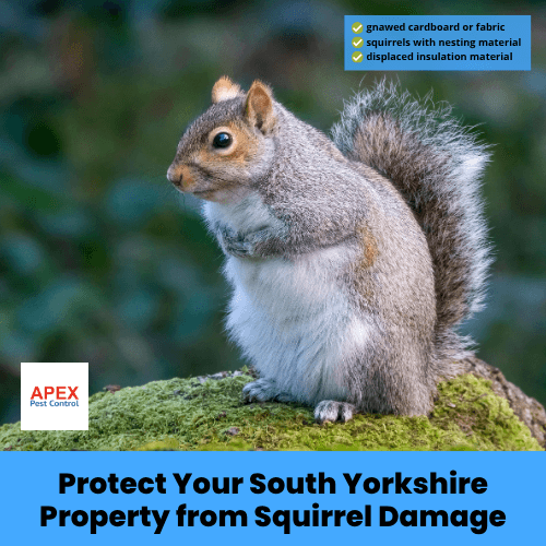 protect your south yorkshire property from squirrel damage