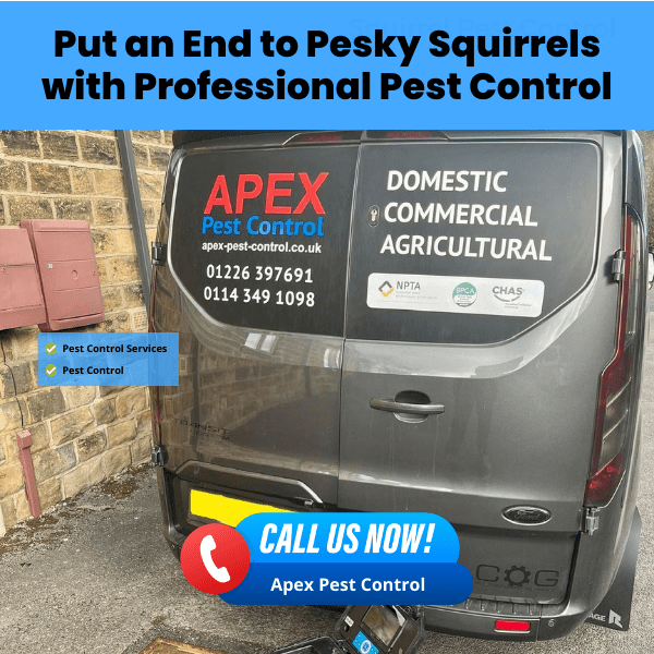 Put an End to Pesky Squirrels with Professional Pest Control