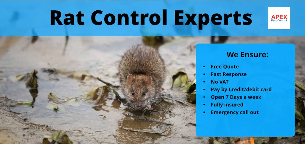 rat control