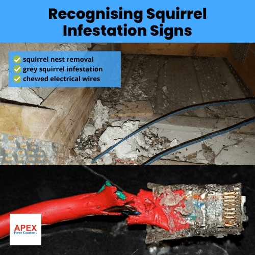 recognising squirrel infestation signs