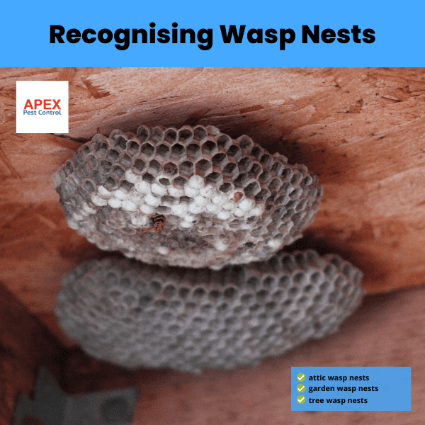 Recognising Wasp Nests