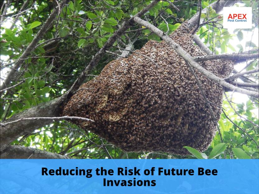 Reducing the Risk of Future Bee Invasions