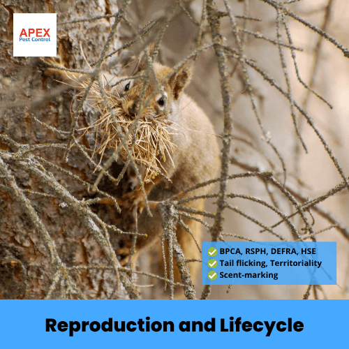 reproduction and lifecycle