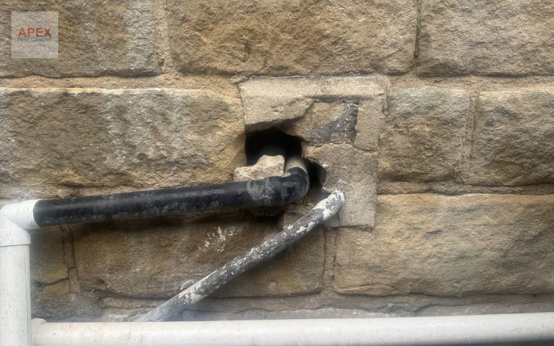 Rat entry point inspection — gap around pipework at Leeds property