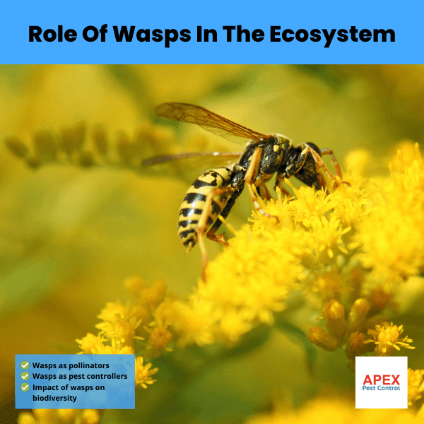 Role Of Wasps In The Ecosystem