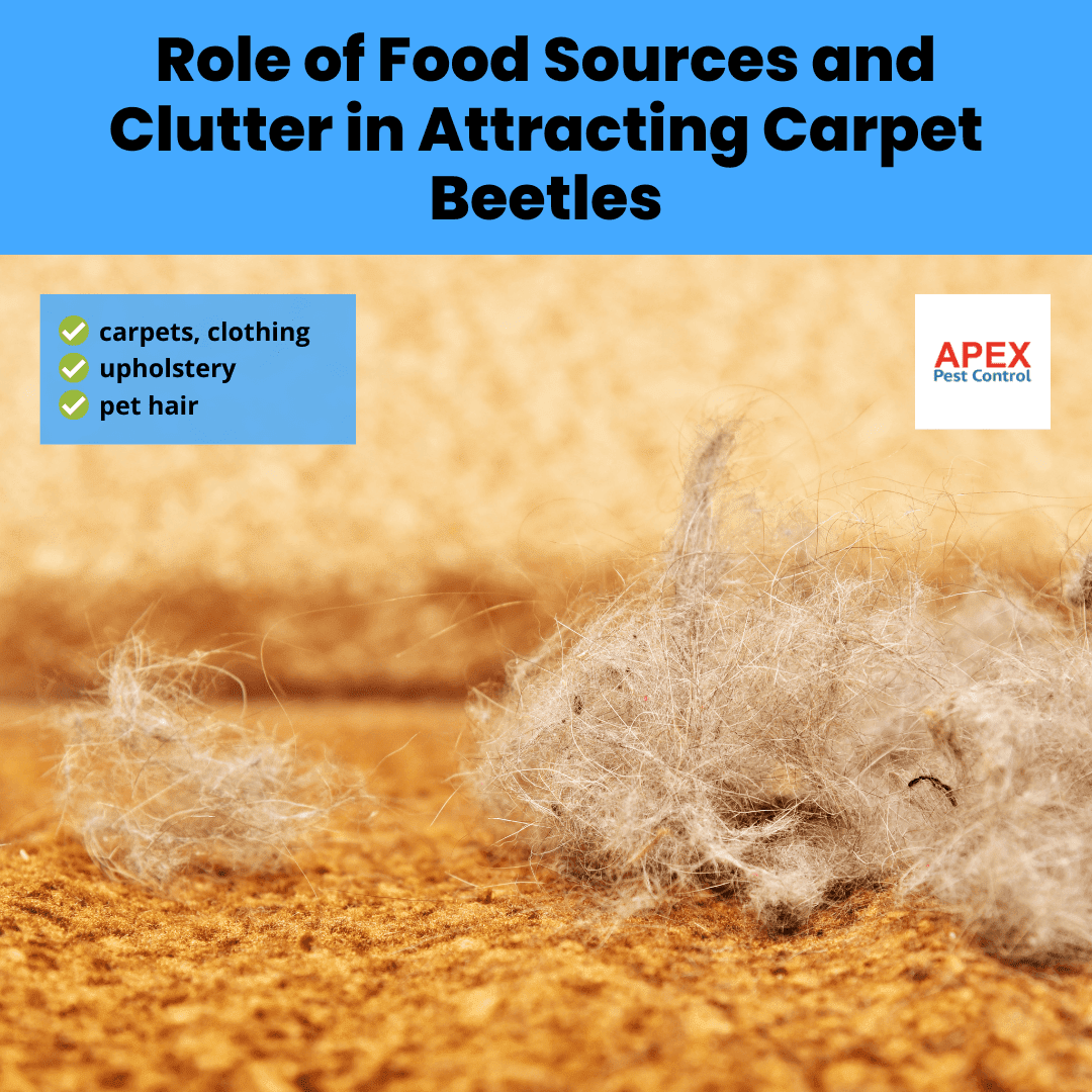 Role of Food Sources and Clutter in Attracting Carpet Beetles