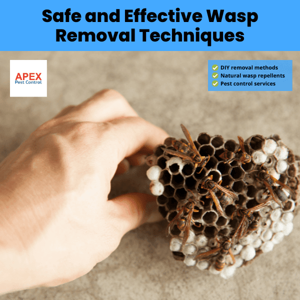 Safe and Effective Wasp Removal Techniques