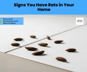 Rat droppings on a kitchen floor near skirting board — sign of rodent infestation