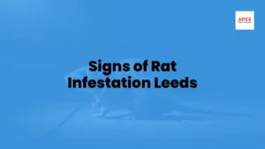 signs of rat infestation leeds
