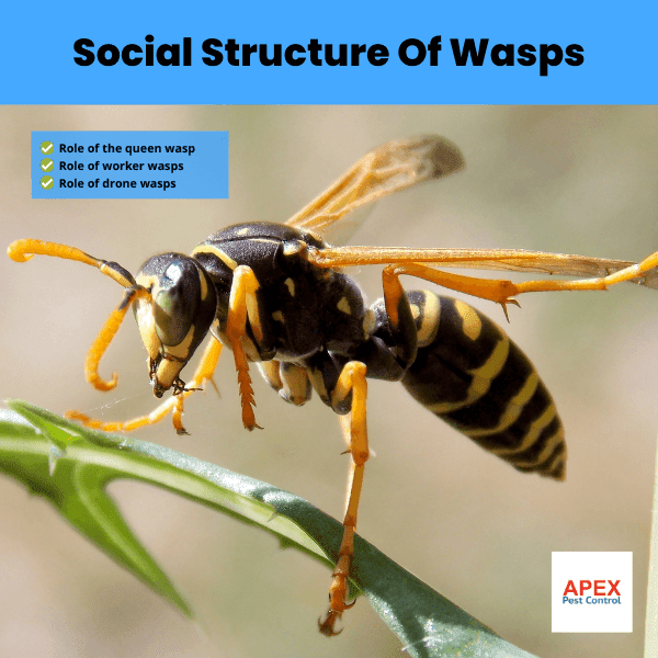Social Structure Of Wasps