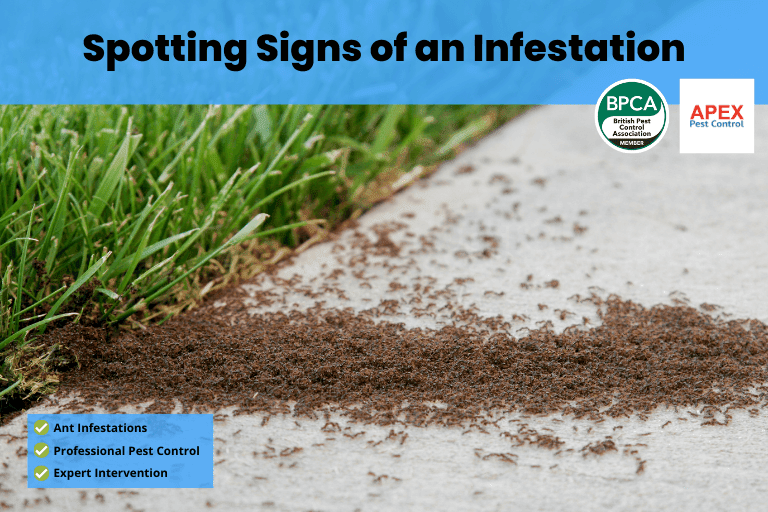 Spotting Signs of an Infestation