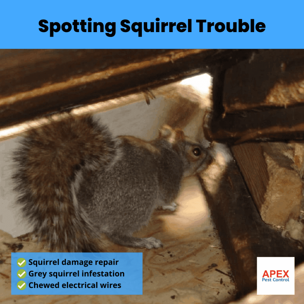 spotting squirrel trouble