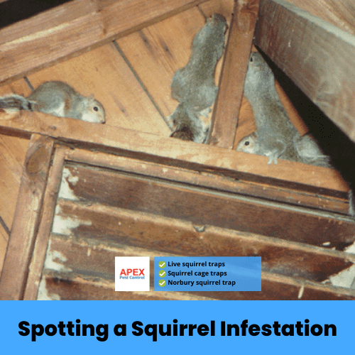spotting a squirrel infestation