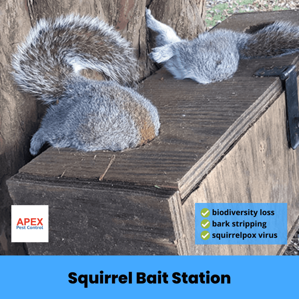 squirrel bait station
