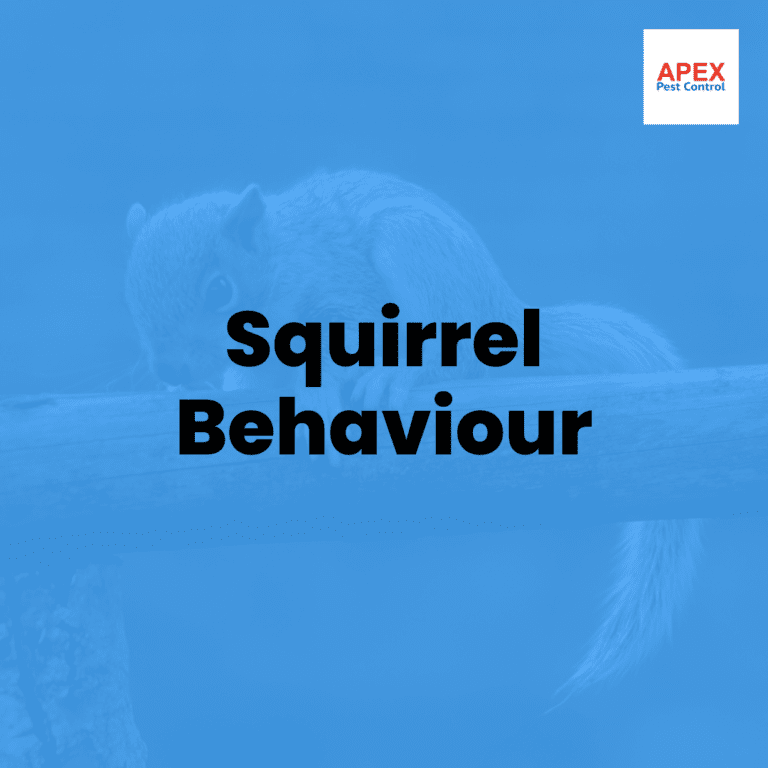 squirrel behaviour