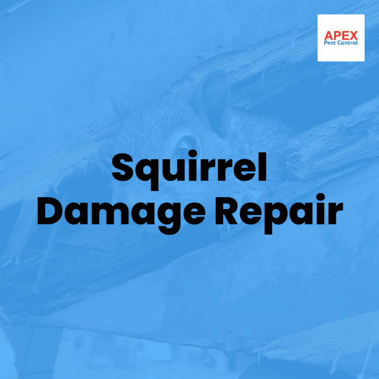 squirrel damage repair
