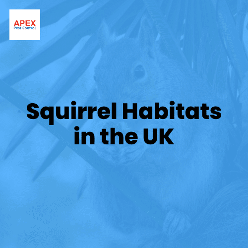 squirrel habitats in the uk