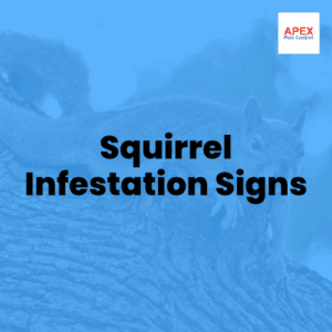 squirrel infestation signs