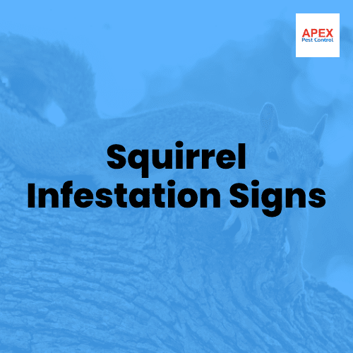 squirrel infestation signs