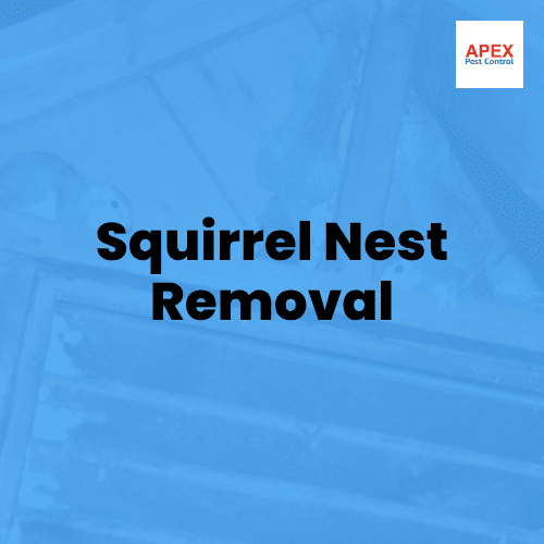 squirrel nest removal