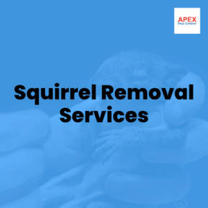 squirrel removal services
