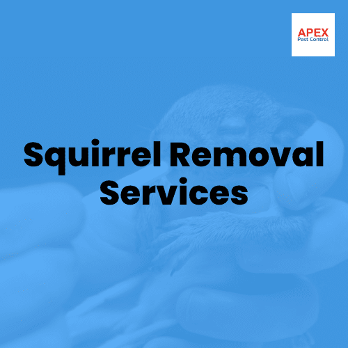 squirrel removal services