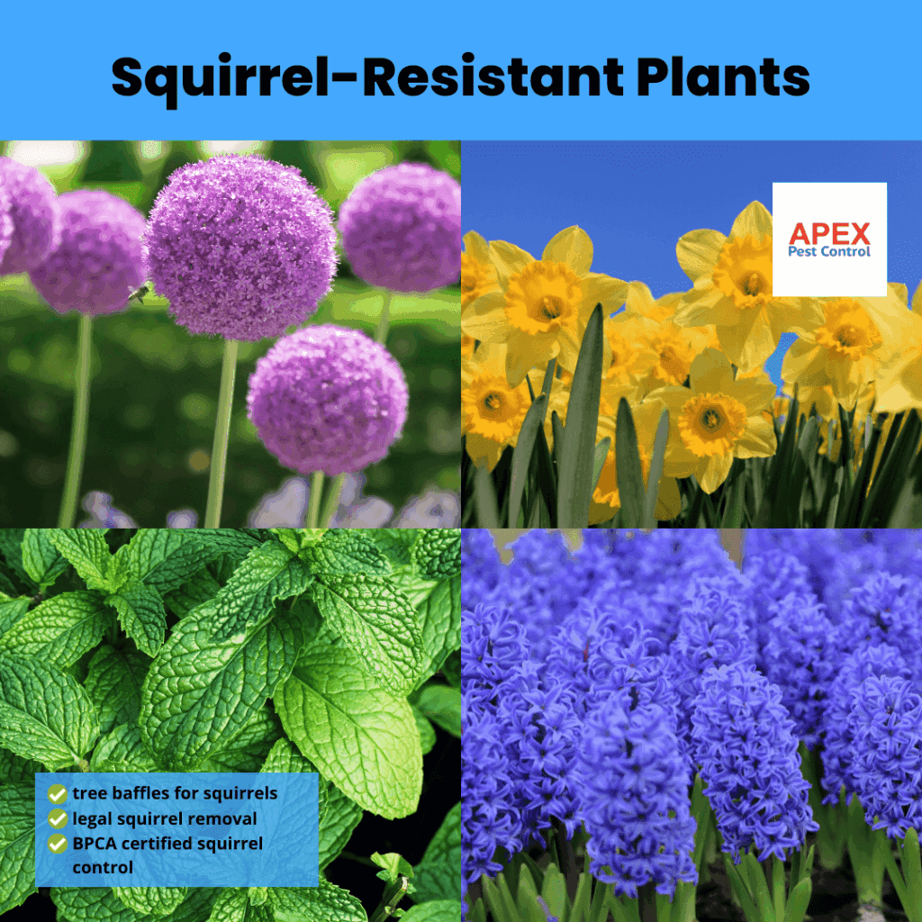 squirrel resistant plants